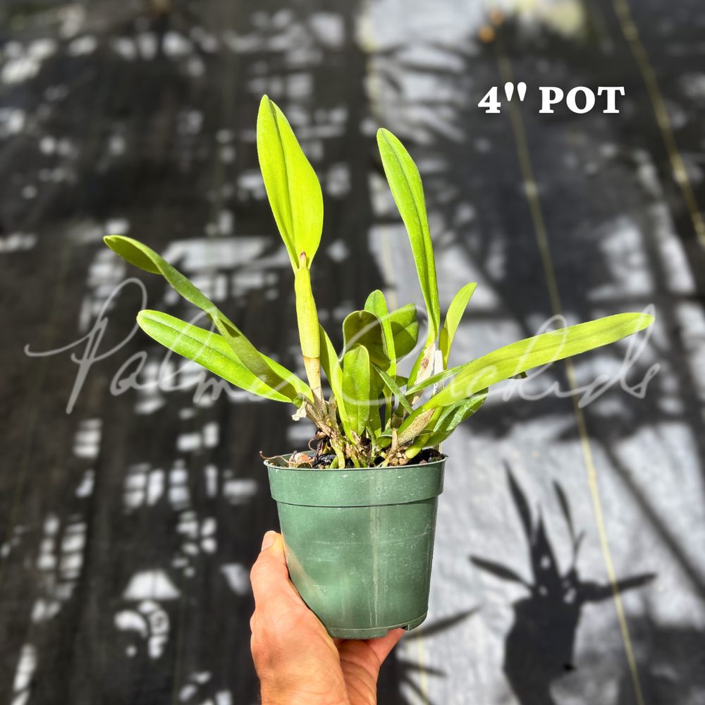 Rlc. Higher Multiplier — Palmer Orchids
